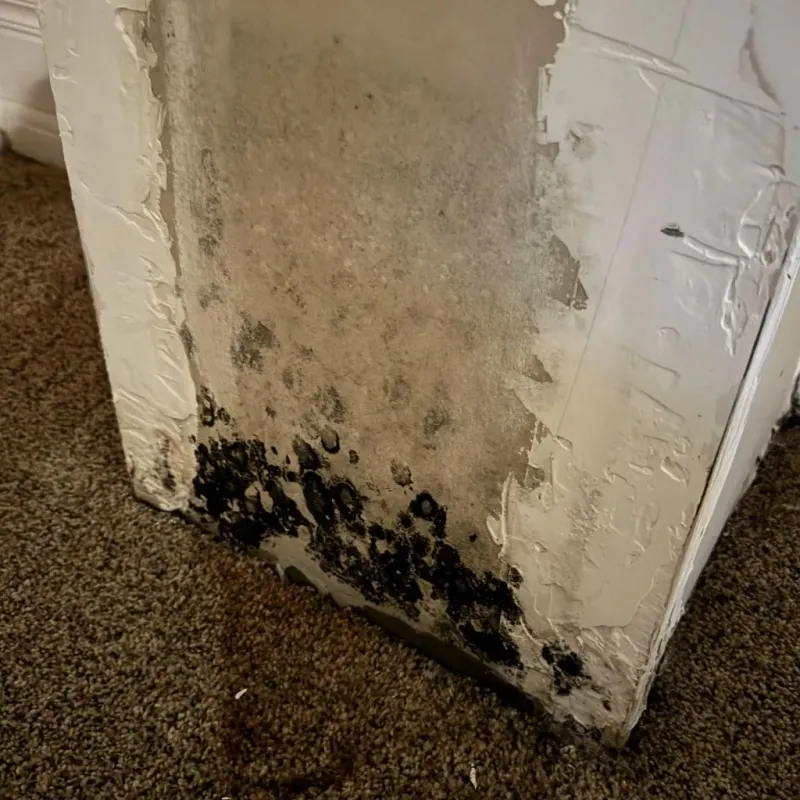 Professional Mold Removal in Ridgefield, CT